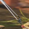 Long Tweezers for Aquariums view 3