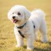 Safety Clip for Dog Collar view 3