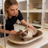 Oval Cardboard Cat Scratch Pad and Lounger view 2