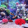 Levemolo Aquarium Coral Decorations, 2-Piece Artificial Resin Coral Decor for Saltwater Aquariums view 3