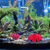 Levemolo Aquarium Coral Decorations, 2-Piece Artificial Resin Coral Decor for Saltwater Aquariums view 4