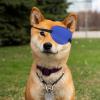ORFOFE Soft Eye Patch for Dogs view 4