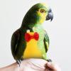 Washable Cotton Bird Diaper for Parrots, Yellow, XL view 4