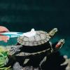 Toyvian 2-Pack Turtle Shell Cleaning Brush view 3