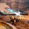 Toyvian 2-Pack Turtle Shell Cleaning Brush view 4