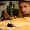 Turtle Automatic Feeder and Reptile Water Bowl view 2