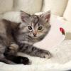 Hohopeti Soft U-Shaped Cat Neck Pillow, Washable Pet Sleep Cushion for Cats and Dogs view 3