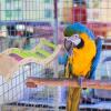 DECOMELODY Creative Metal and Wood Ladder for Parrots and Budgies view 3