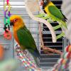 DECOMELODY Creative Metal and Wood Ladder for Parrots and Budgies view 4