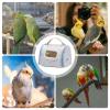 Portable Bird Travel Carrier view 4