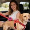 Adjustable Dog Harness, Escape-Proof view 2