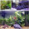 Aquarium Breeding Hideout view 4