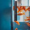 VICASKY 2-Piece Aquarium Thermometer Strips, Color-Changing Thermometer Stickers with Digital Display for Freshwater and Saltwater Aquariums view 3
