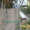 GALPADA Iron Swing Ladder for Chickens and Parrots, Random Color view 4
