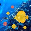 BOYANDM Artificial Silicone Fish for Aquariums view 2