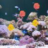 BOYANDM Artificial Silicone Fish for Aquariums view 3