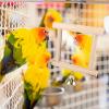 Generic Bird Mirror - Chew-Resistant and Hangable view 3