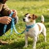 2-Piece Pink Puppy Leash Set with Collars view 4