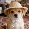 Cute Handmade Straw Hat for Cats view 3