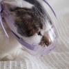 Professional Cat Muzzle with Bite Protection and Easy Use view 3