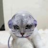 Professional Cat Muzzle with Bite Protection and Easy Use view 4