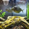 JOINPAYA Plastic Fish Breeding Box view 3