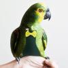 Hohopeti Bird Diaper for Parrots - Size 2XL view 4