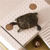 Desktop Turtle Habitat Aquarium-Terrarium, Small view 4