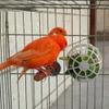 FACAIIO Reusable Bird Nest Holder view 2