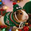Hamster Hoodie Costume for Pets view 3