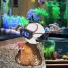 Aquarium Thermometer - 12V LED Display view 4