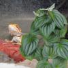 FOMIYES Artificial Reptile Plant Decoration view 4