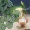 Beavorty Artificial Reptile Plant - 23 Leaves view 4
