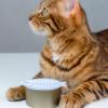 Abaodam Silicone Pet Food Can Lids view 3