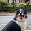 VALICLUD Soft, Adjustable Dog Eye Patch for Outdoor Use view 4