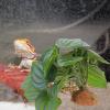 DOITOOL Artificial Terrarium Plant for Reptiles and Fish Tanks, Green view 4