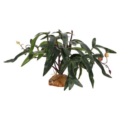 Reptile Plants for Terrarium Decoration