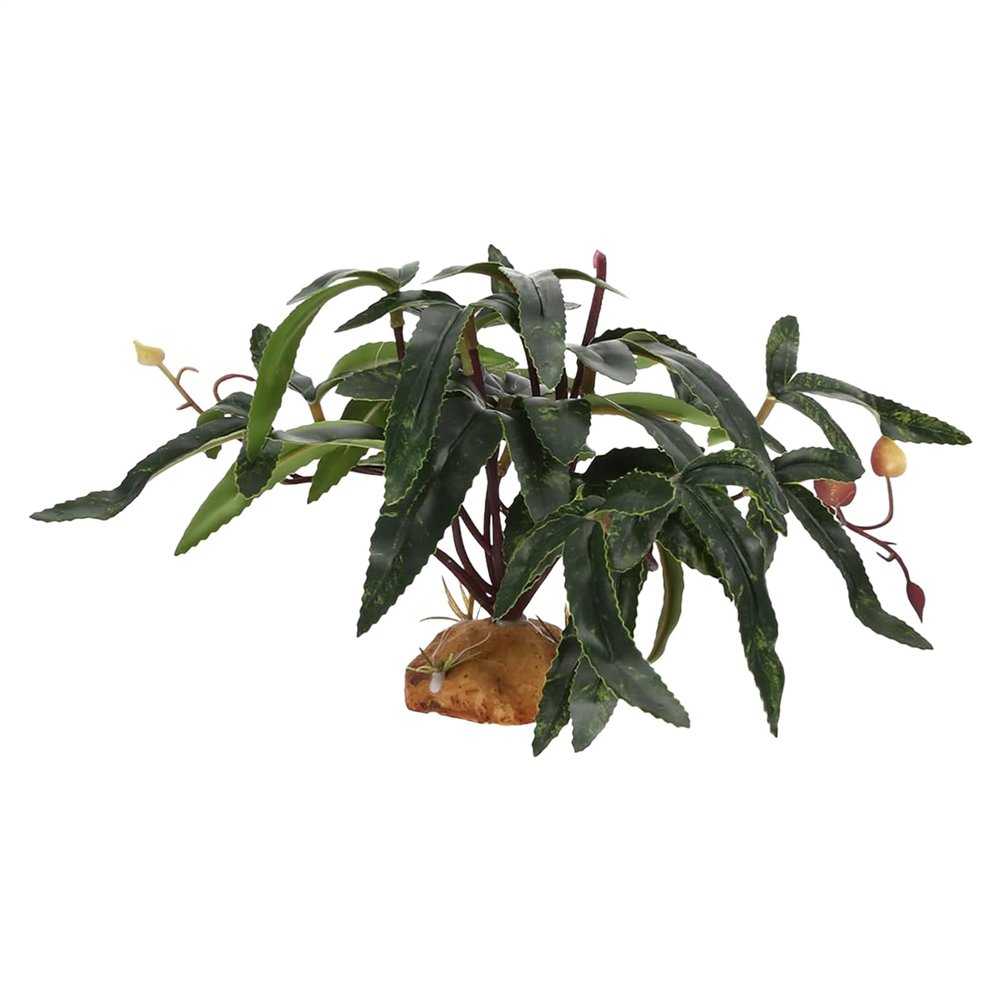Reptile Plants for Terrarium Decoration