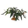 Reptile Plants for Terrarium Decoration view 1