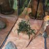 Reptile Plants for Terrarium Decoration view 2