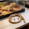 Reptile Tank Decoration with Suction Cup view 2