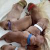 Adjustable Puppy Collars, 15 Pack view 4