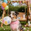 ICEMOOD 2-in-1 Easter Dog Bandana Egg-Stra Cute & Some Bunny Loves Me view 2