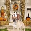Decorative Pet Hat for Dogs and Cats view 3