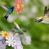 Avejjbaey Hummingbird Feeder Replacement Flowers, 10-Pack, 8-Petal Openings view 2