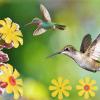Avejjbaey Hummingbird Feeder Replacement Flowers, 10-Pack, 8-Petal Openings view 3