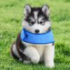 Breathable Cooling Scarf for Dogs view 2