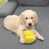 Dog Toy | Realistic Plush Durian with Squeaker view 3