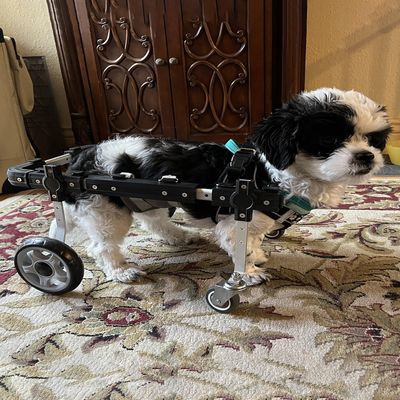 4-Wheel Dog Wheelchair for Small, Medium, and Large Dogs, Rehabilitation Support with Installation Video
