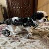 4-Wheel Dog Wheelchair for Small, Medium, and Large Dogs, Rehabilitation Support with Installation Video view 1